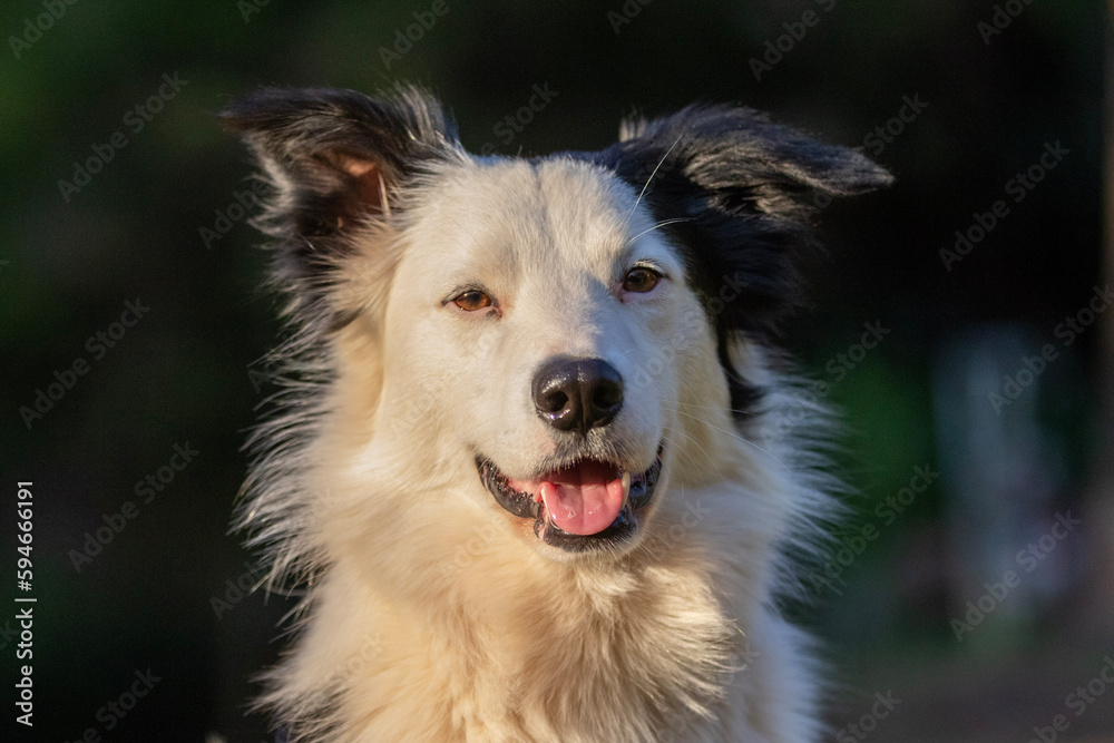 Fototapeta premium Border Collie