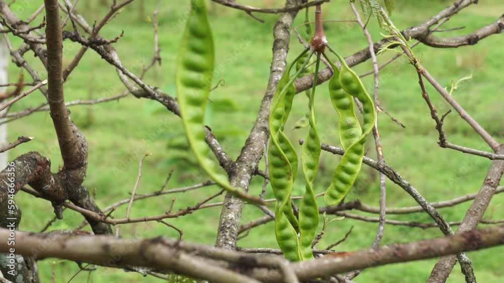 Sato seeds (Parkia speciosa, Parkia speciosa, petai, pete, twisted cluster bean, stinky bean) with natural background. Petai is one of the exotic fruit which special strong aroma from Indonesia.