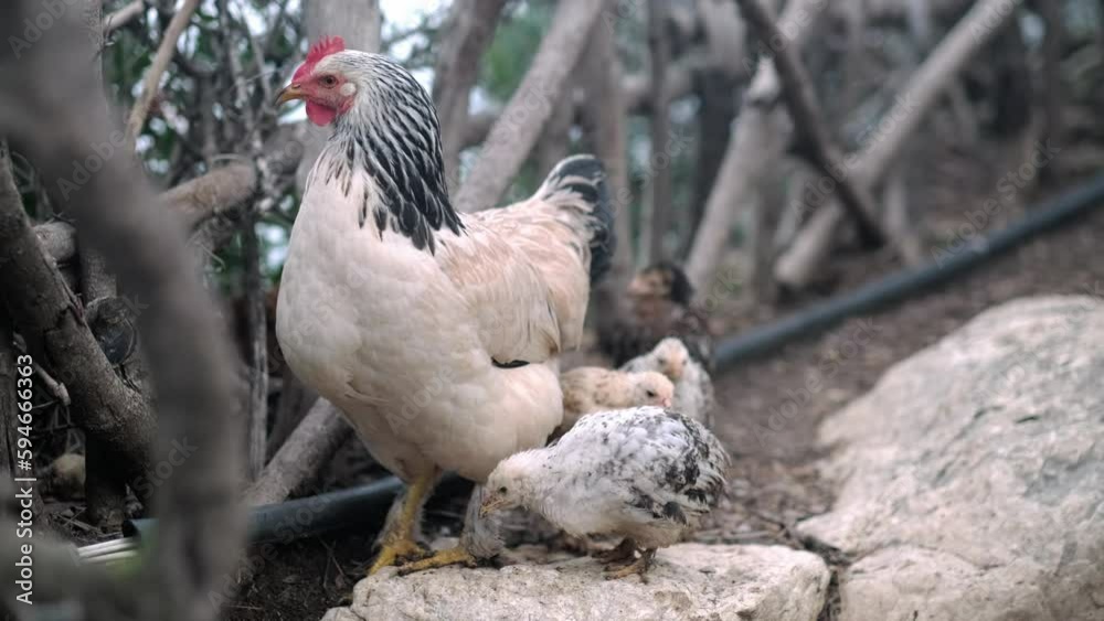 hen stands next to little chickens on farm in nature, Hens in free range farm, Chickens walking in the farm bird yard