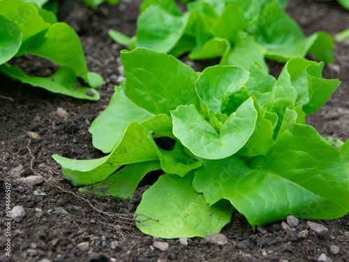 Lettuce (Lactuca sativa), fresh lettuce leaves