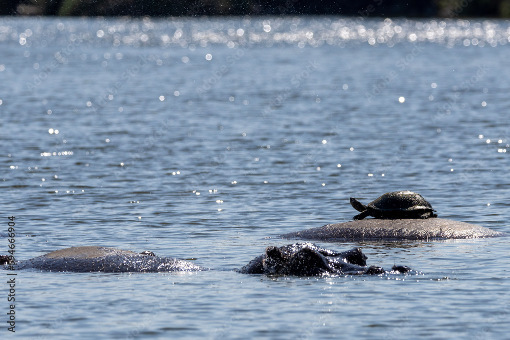 Obraz premium Terrapin hitching a ride on a hippopotamus in Kruger National Park 