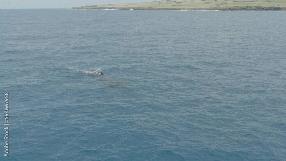 Adult Female Whale with Calf (baby) swimming and blowing air off the coast of Hawaii Adult Female Whale with Calf (baby) swimming and blowing air off the coast of Hawaii