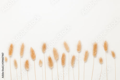 Bunny tail grass pattern on white wooden background top view. Floral composition, lagurus grass minimal aesthetic background