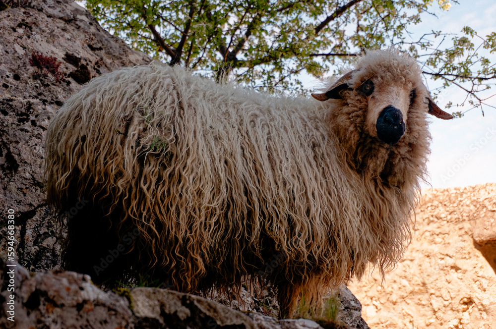 Thick Woolen Sisteron Sheep