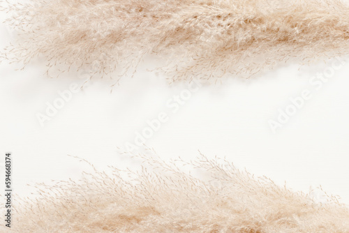 Frame made from dried fluffy pampas grass on white wooden background, copy space. Reed grass aesthetic background
