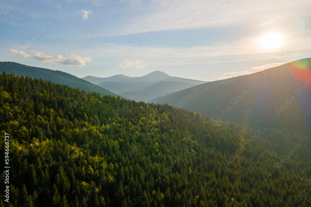 Aerial view of foggy evening over high peaks with dark pine forest trees at bright sunset. Amazing scenery of wild mountain woodland at dusk