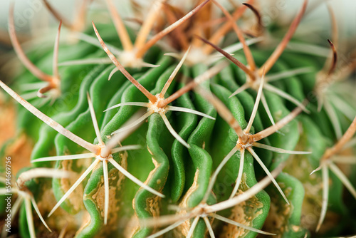 the texture of the cactus (Echinofossulocactus) is photographed extremely close-up. natural background photo