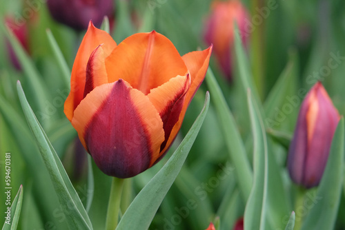 Plakat w ramie Triumph Tulip 'Slawa' in flower.