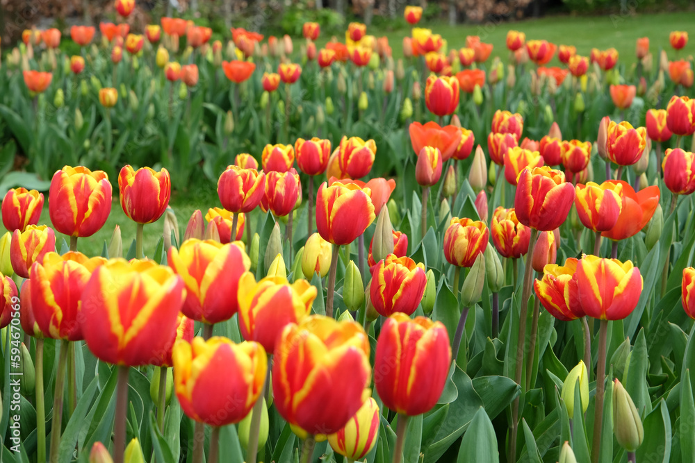 Triumph Tulip 'Denmark' in flower. Triumph Tulip 'Denmark' in flower.