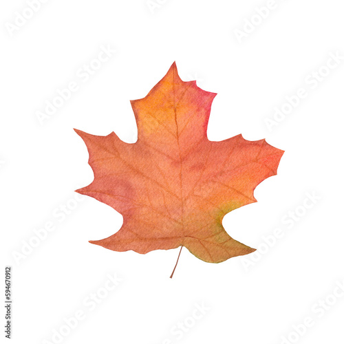 watercolor autumn fall leaf - brown maple. illustration isolated on white backgound. design fog greeting cards, invitation, wallpaper,print