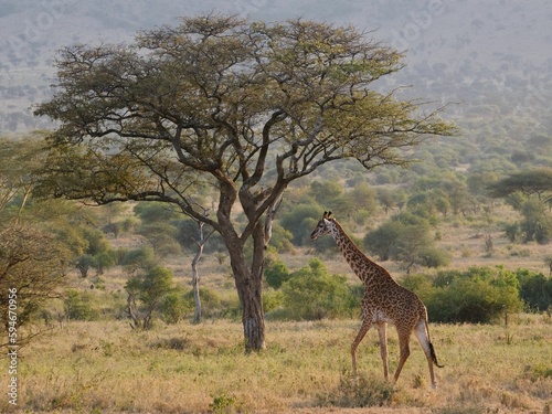 African giraffe experience