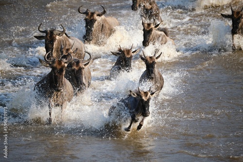 wildebeest crossing the mara river © Ritch_art/Wirestock Creators