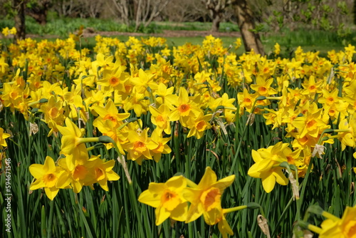 Fototapeta Naklejka Na Ścianę i Meble -  Yellow Jonquil daffodils in flower.
