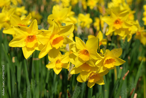 Yellow Jonquil daffodils in flower.