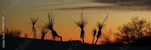 Yucca plants with a sunset sky in the sand dunes at White Sands National Park