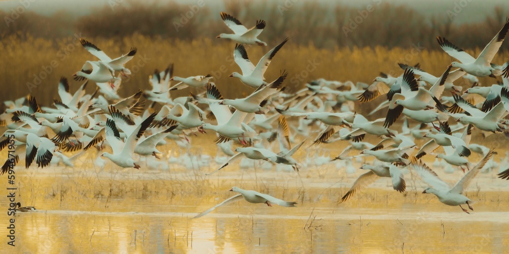 Large group of snow geese during sunrise at Bosque del Apache National Wildlife Refuge Large group of snow geese during sunrise at Bosque del Apache National Wildlife Refuge
