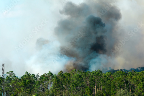 Huge wildfire burning severely in Florida jungle woods. Hot flames in forest. Thick smoke rising up