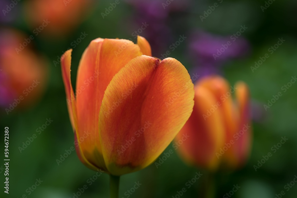 Vibrant orange tulip blooms amidst a garden of lush foliage