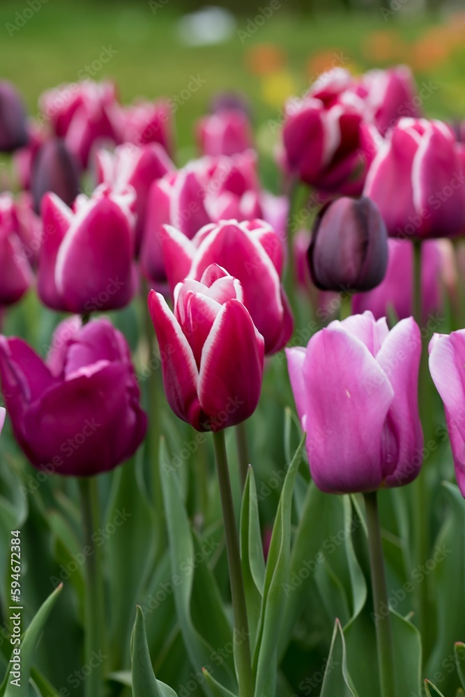 Beautiful purple and white tulips growing in the field Beautiful purple and white tulips growing in the field
