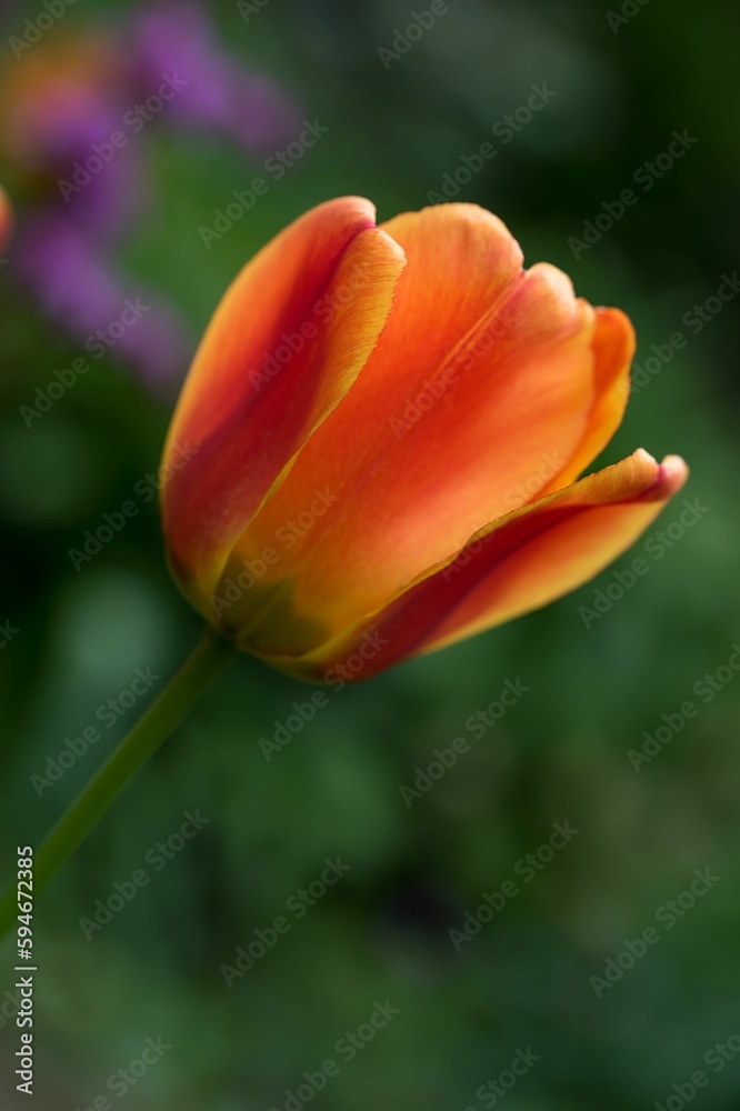 Vibrant orange tulip growing in a natural outdoor setting Vibrant orange tulip growing in a natural outdoor setting
