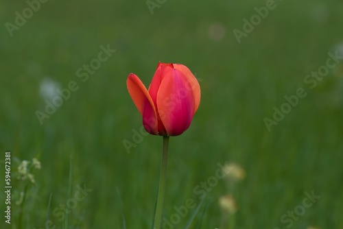 Single red tulip plant in the foreground surrounded by greenery