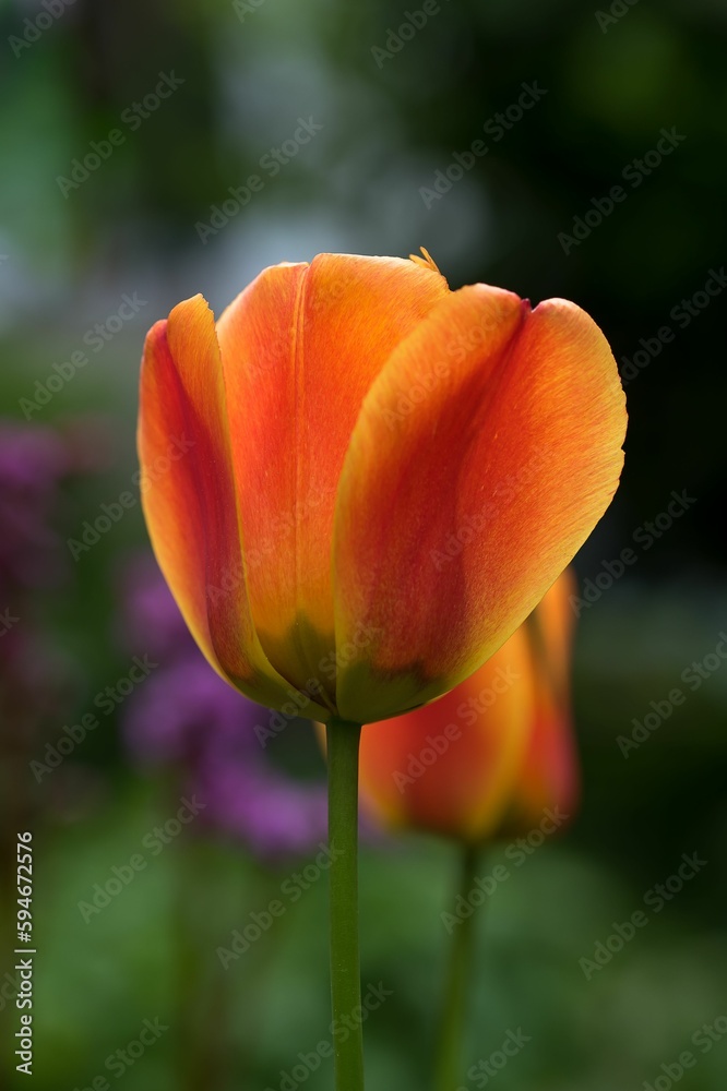 Vibrant orange tulip growing in a natural outdoor setting Vibrant orange tulip growing in a natural outdoor setting