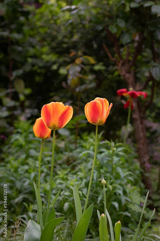 Three bright orange tulips bloom in a vibrant garden Three bright orange tulips bloom in a vibrant garden