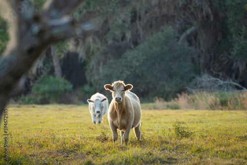 Milk cows grazing on green farm pasture on summer day. Feeding of cattle on farmland grassland