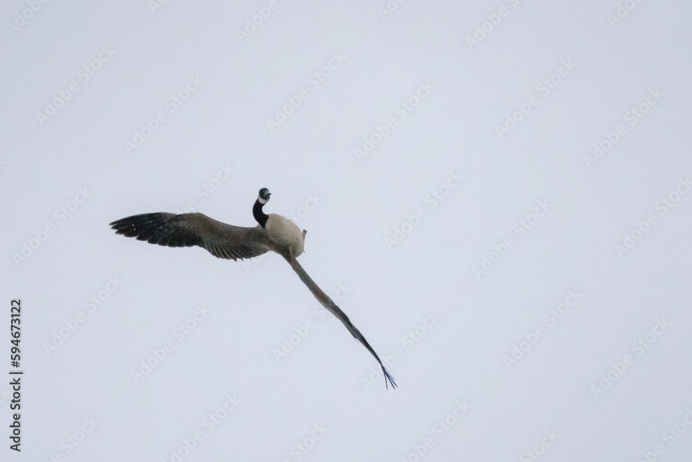 Single Whiffling Canada goose flying in a clear sky with wings spread wide Single Whiffling Canada goose flying in a clear sky with wings spread wide