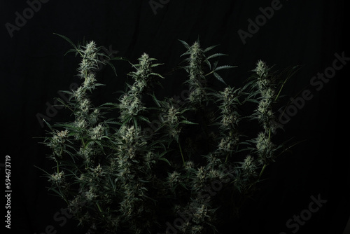 Flowering almost mature cannabis bush on a black background in noir lighting
