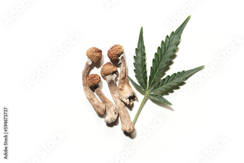 Some dried psilocybin mushrooms Psilocybe Cubensis (Golden Teacher) with a marijuana leaf on a white background. Isolated