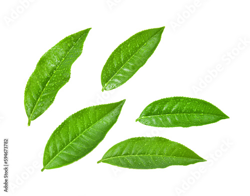 Green tea leaf with drops of water on transparent png