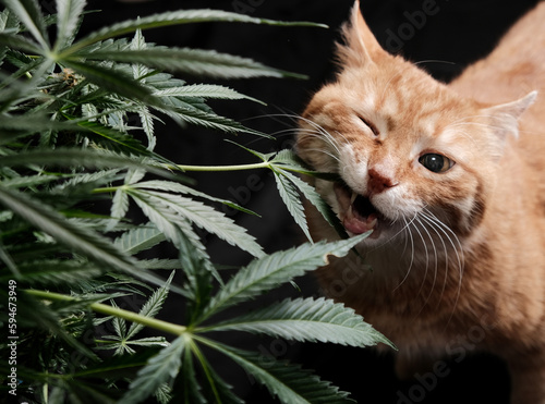 Red cat eats leaves from a cannabis bush on the black background. CBD, THC and pets