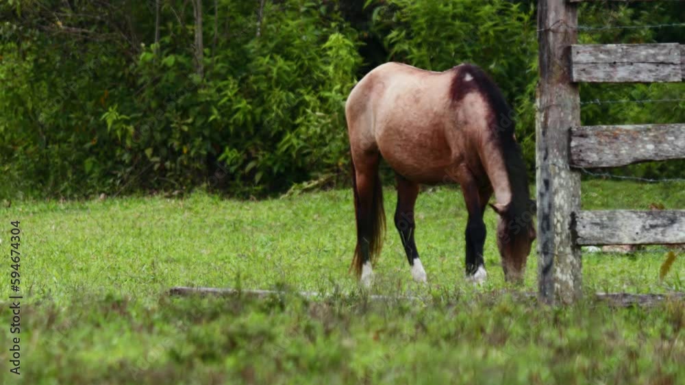 Video of horse feeding in a green field. Concept of animals and nature Video of horse feeding in a green field. Concept of animals and nature