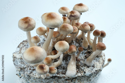Mycelium block of psychedelic psilocybin mushrooms Thai with fruits. Micro growing of psilocybe cubensis in laboratory