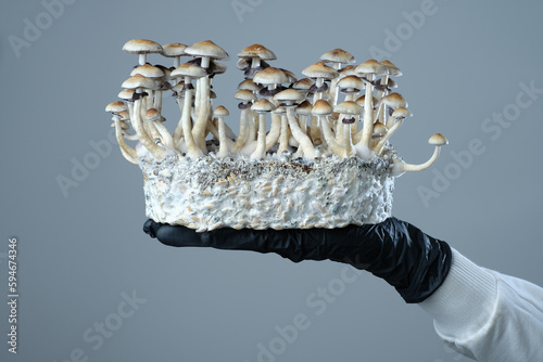 Mycelium block of Psilocybe Cubensis magic mushrooms in a hand on grey background. photo