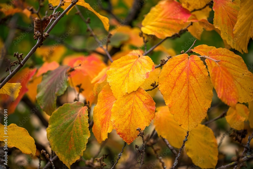Vibrant autumnal tree featuring an array of colorful foliage Vibrant autumnal tree featuring an array of colorful foliage