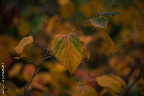 Branch with leaves with brown and green colors