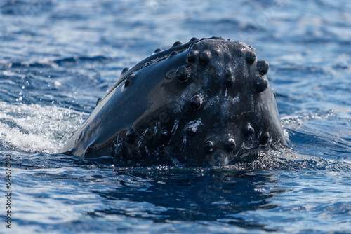 Humpback whale spyhopping