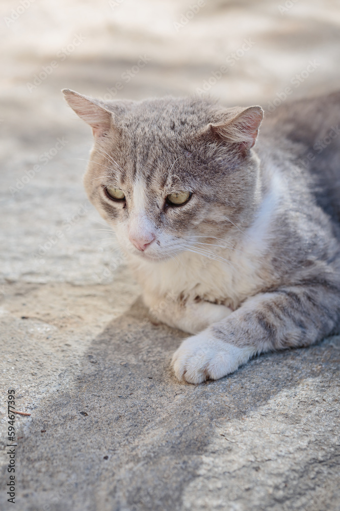 Portrait of a gray homeless tabby cat. Stray cat lying down on paving stones. Abandoned animal