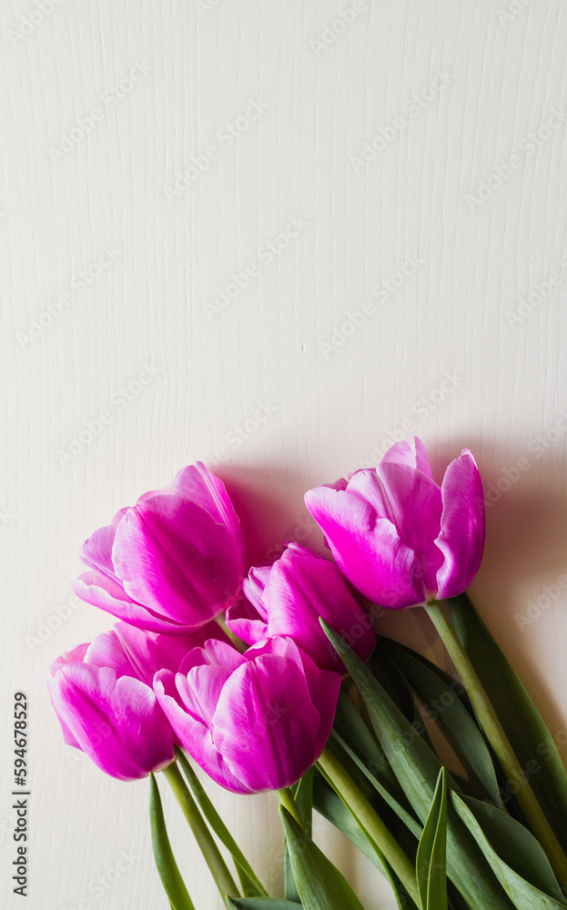 Spring flowers. Pink tulip on white background. Tulips postcard.