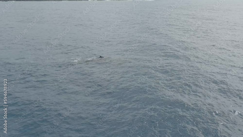 Adult Female Whale with Calf (baby) swimming and blowing air off the coast of Hawaii Adult Female Whale with Calf (baby) swimming and blowing air off the coast of Hawaii