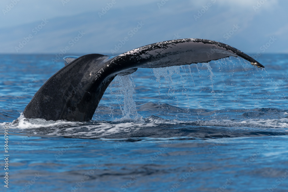 Obraz premium Humpback whale tail fluke