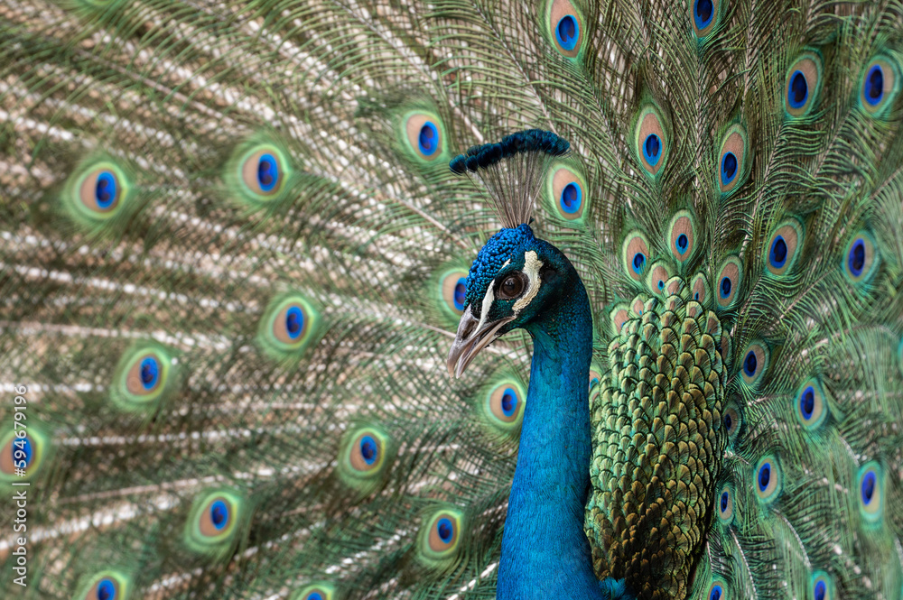 Naklejka premium An Indian peafowl (Pavo cristatus) showing its colorful feathers