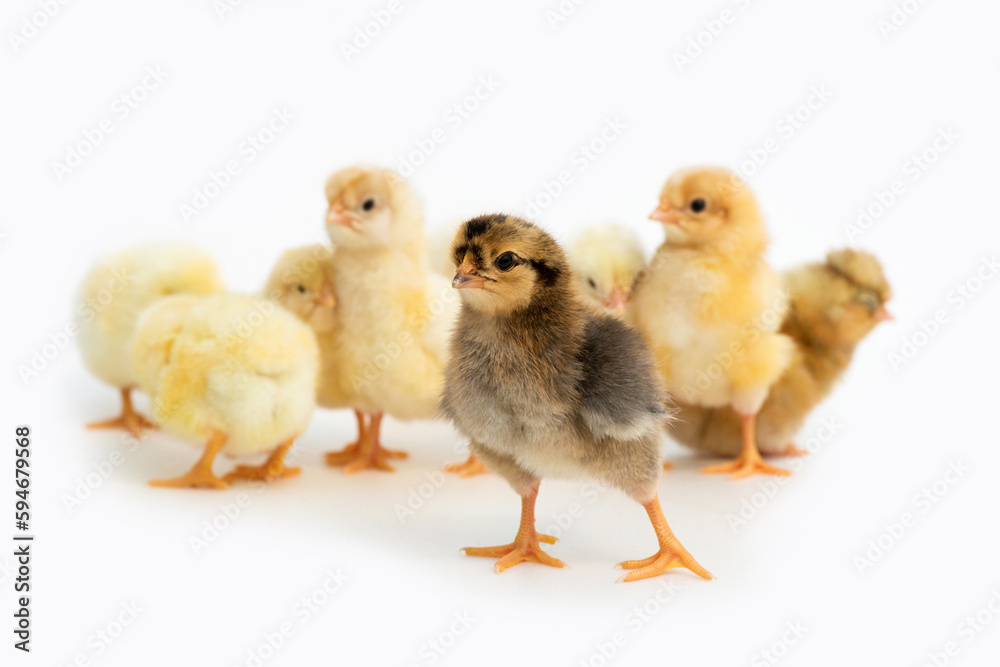 Newly hatched French Faverolles chicks isolated on white background - selective focus, copy space