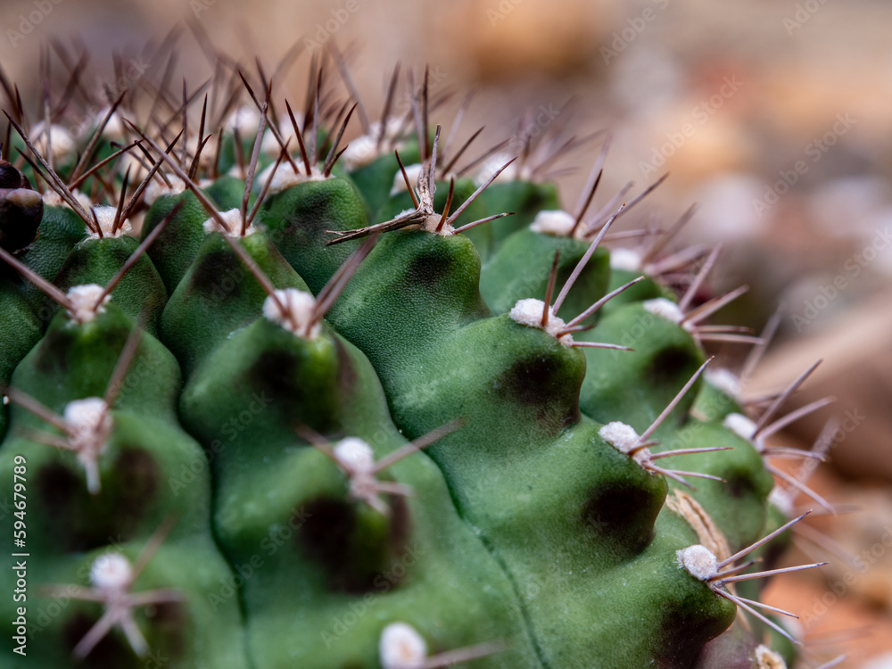 The fluffy tufts and white dot on the lobe of Astrophytum myriostigma Cactus The fluffy tufts and white dot on the lobe of Astrophytum myriostigma Cactus