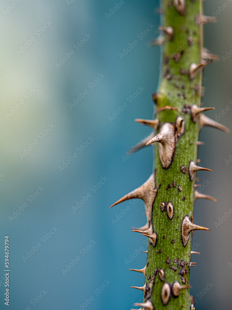 Sharp thorns on the branches of the rose tree Sharp thorns on the branches of the rose tree