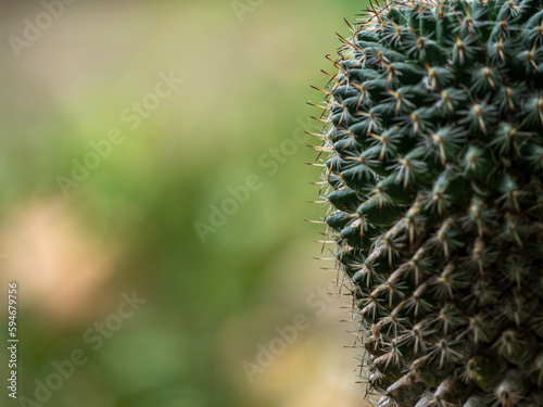 Succulent plant close up Cactus species Mammillaria