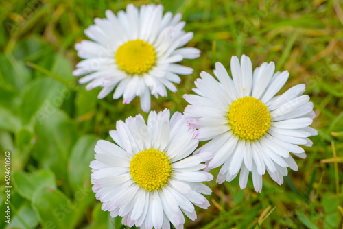 macro photo of a flower  background  texture. Caring for the environment.