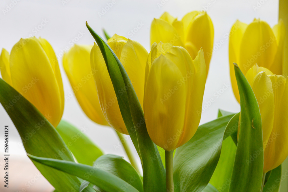 macro photo of a flower, background, texture. Caring for the environment. macro photo of a flower, background, texture. Caring for the environment.